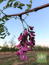 Image result for Robinia