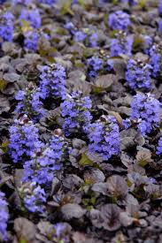 This resilient perennial plant spreads quickly and blankets the ground with foliage in shades ranging from mint green to burgundy, often splashed with pink or white. Bugleweed A Perennial Groundcover That Loves The Shade Hgtv