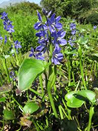 Image result for Monochoria