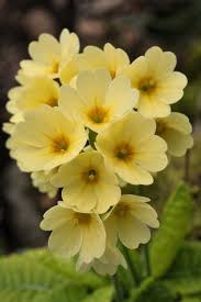Flowersgardenlove Primula Primeln Flowers Garden Love Beautiful Flowers Amazing Flowers Yellow Flowers
