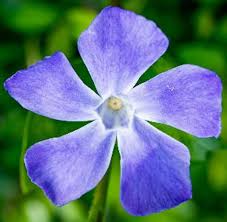 Image result for Vinca major