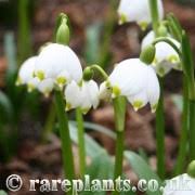 Image result for Moraea schimperi