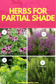 This sampler kit will help. 7 Herbs That Easy To Grow For A Shady Southern Garden
