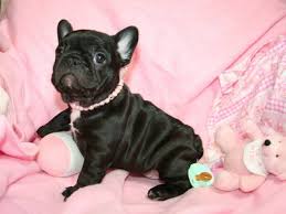 Find a french bulldog on gumtree, the #1 site for dogs & puppies for sale classifieds ads in the uk. Trained French Bulldog Puppies For Sale Houston Animal Pet