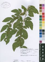 Image result for Scorodophloeus