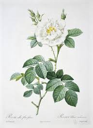 艺术巨匠redoute蕾杜德花卉圣经铜版画半重瓣白玫瑰 艺术巨匠redoute蕾杜德花卉圣经铜版画半重瓣白玫瑰价格 买卖 交易 行情 拍卖 艺术巨匠redoute蕾杜德花卉圣经铜版画半重瓣白玫瑰图片 西洋画 华夏古 botanical art botanical illustration flower clipart