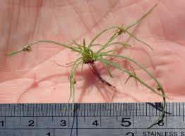 Image result for Lipocarpha