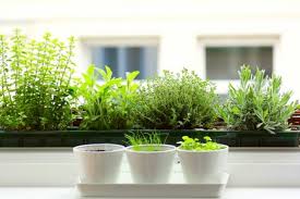 If you are planting vegetables, they require at least 4 inches of root space to grow. 12 Best Herbs To Grow Indoors Indoor Herbs Balcony Garden Web