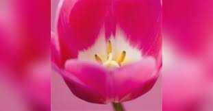 Mrs. Lillian Hood Garrison Obituary