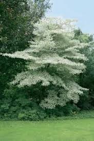 Cornouiller Des Pagodes Panache Idees Jardin Jardins Jardins Blancs