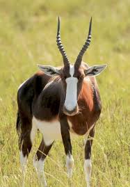 The Blesbok Or Blesbuck Damaliscus Pygargus Is An Antelope Native To South Africa Its Name Was Inspired By The Rare Animals Majestic Animals African Animals