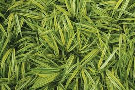 Image result for Microchloa afra