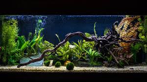Examples of floating plants include species like amazon frogbit, duckweed, dwarf water lettuce. 10 Best Freshwater Aquarium Plants For Beginners It S A Fish Thing