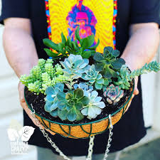 Donkey tail gives us some small white flowers. Why Succulents In Hanging Baskets Container Crazy Ct