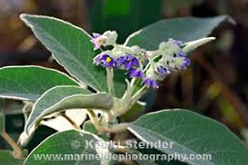 Image result for Solanum mauritianum