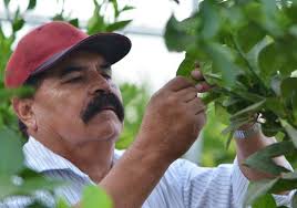 Lindcove Research and Extension Center STRATEGIC PLAN 2015