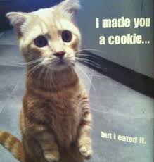 Image result for i can has cheezburger