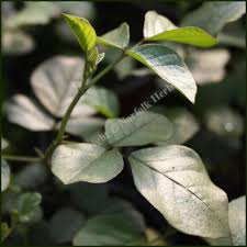 It is taken internally in the treatment of addison's disease, asthma, bronchitis, coughs. Liquorice Glycyrrhiza Glabra Buy Plants Online From Norfolk Herbs