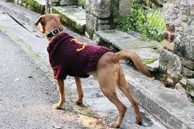 Since then, some of these patterns may have changed. 19 Dog Sweater And Coat Free Knitting Patterns Guide Patterns