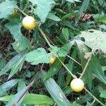 Image result for Solanum capsicoides