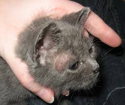 4 Tips About Cats Ringworm And Your Children