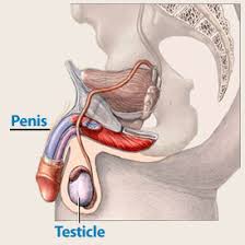 Maybe you would like to learn more about one of these? Sante Probleme De Testicule Symptomes Et Surveillances Gayviking