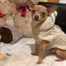 Thank you for your interest in adopting a grateful dog! Adopt A Chihuahua Puppy Near Chicago Il Get Your Pet