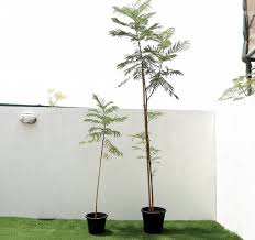 Image result for Limeum pterocarpum