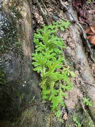 Image result for Selaginellaceae