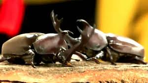 自慢のカブトムシ持ち寄り相撲大会 ほかにも競歩や力くらべなど4 ...