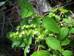 Image result for Acalypha paucifolia