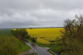 E cazul sa iau in calcul efectuarea unui test de sarcina? Rapsernte Den Richtigen Zeitpunkt Bestimmen Agrarheute Com