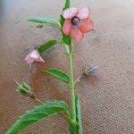 Image result for Hermannia kirkii