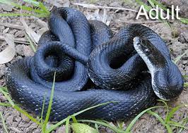 Snakes Of Virginia Snake Types Of Snake Rat Snake
