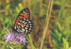 Due to time and space, i'm not able to give great descriptions of the rest, but thought it would be helpful to provide a list of other native flowers. Recommended Indiana Native Plants For Protecting Pollinators