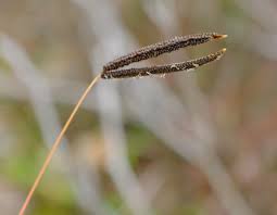 Image result for Eustachys