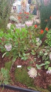 Image result for Ascolepis protea