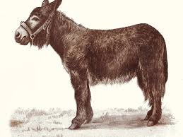 Last updated january 13, 2021. Baudet Du Poitou In 5th Arrondissement Of Paris France Sygic Travel