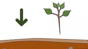 This means pulling off most of the baby apples so that the. How To Grow An Apple Tree From A Seed With Pictures Wikihow