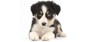 Cuteness overload with puppy videos. Why Do We Find Puppies So Cute Bbc Science Focus Magazine