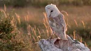 Lechuza Comun 2 Encuentra los mejores vídeos de lechuza. seo birdlife