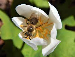 Plus, when you attract bees to your backyard, there are other fun creatures that you will see, such as hummingbirds and butterflies! Https Cvc Ca Wp Content Uploads 2017 04 17 Uo Nativeplantsforpollinators Booklet V8 Web Pdf