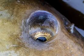 Fish Vision What Do Fish See Underwater Off The Scale Magazine You receive 2x lump of grave wax as a. fish vision what do fish see