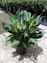 Dieffenbachia Sterling Plants Indoor Plants House Plants Indoor