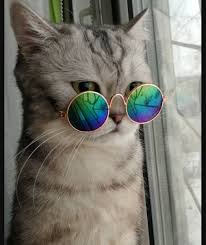 Pin On Cats In Glasses