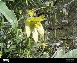 Image result for Dalechampia capensis