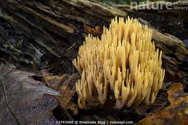 Image result for Ramaria stricta