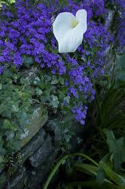 Whether you are creating a wedding, designing a party or creating a floral arrangement or bouquet to send. What Type Of Flowers Are These Little Purple Ones Rockery Garden Dream Garden Types Of Flowers