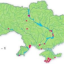 Image result for Paranecepsia alchorneifolia