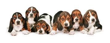 Here is the beginner guide will help you to choose the perfect puppy by their color, price, temperament & more. How To Pick Baby Basset Hound Puppies A Complete Guide For Beginner